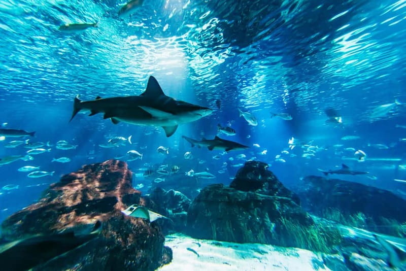 Barcelona Aquarium: Entry Ticket - The Mediterranean Tanks and Tropical Displays
