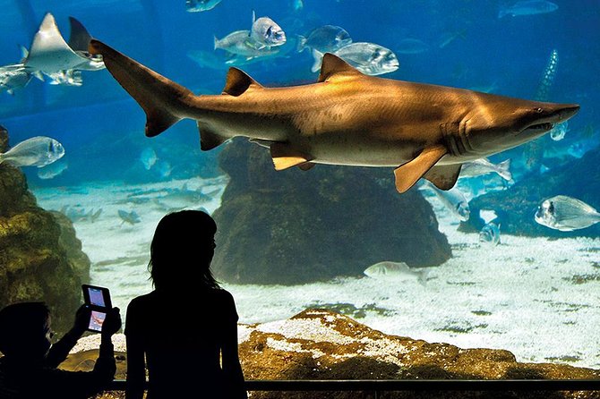 Barcelona Aquarium Skip the Line Ticket - The best reason to go: that long shark tunnel