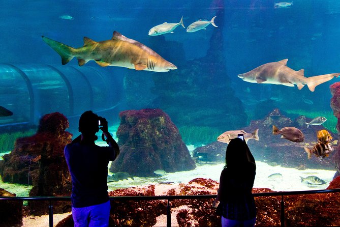 Barcelona Aquarium Skip the Line Ticket - Planeta Aqua adds penguins and a wider view