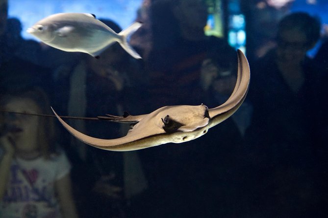 Barcelona Aquarium Skip the Line Ticket - Value at $38.44 per person