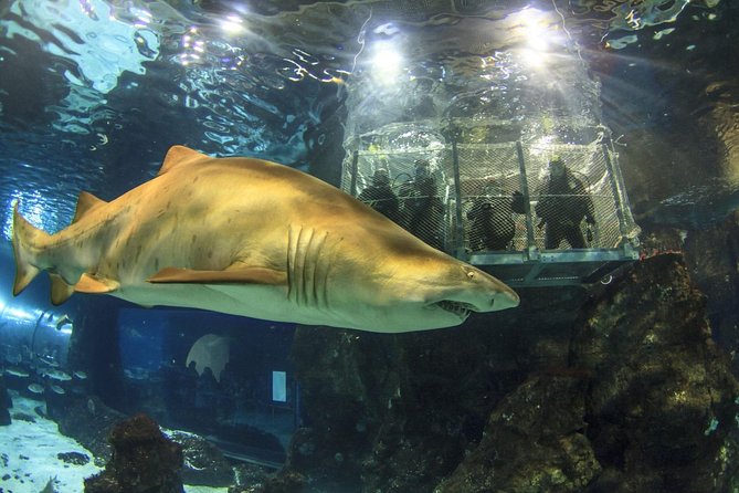 Barcelona City Tour Hop-On Hop-Off and Aquarium - Who should book this Barcelona combination?