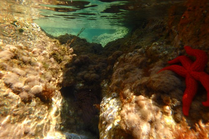 Barcelona Costa Brava Kayak, Snorkel & Cliff Jump Day Tour - The guides shape the day