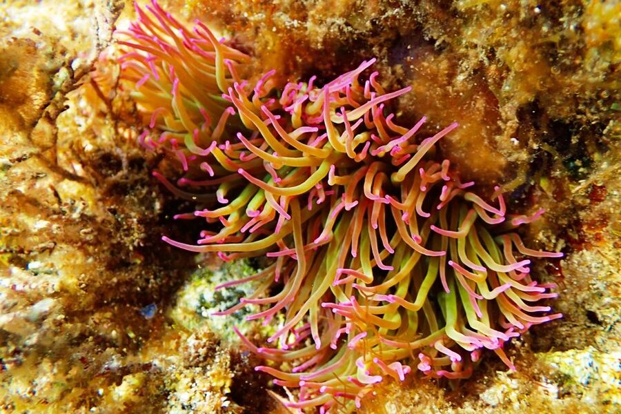 Barcelona: Costa Brava Kayak, Snorkel & Cliff Jump & Lunch - Three hours among caves, coves, and reefs