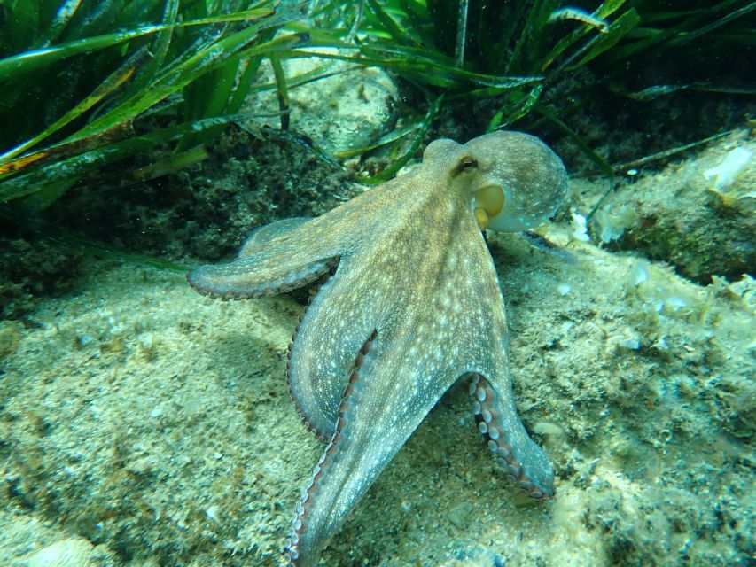 Barcelona: Costa Brava Kayak, Snorkel & Cliff Jump & Lunch - What $100 really gets you
