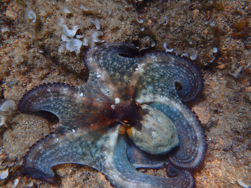 Barcelona: Costa Brava Kayak & Snorkeling Small Group Tour - Starting at Bohème, and getting out of Barcelona