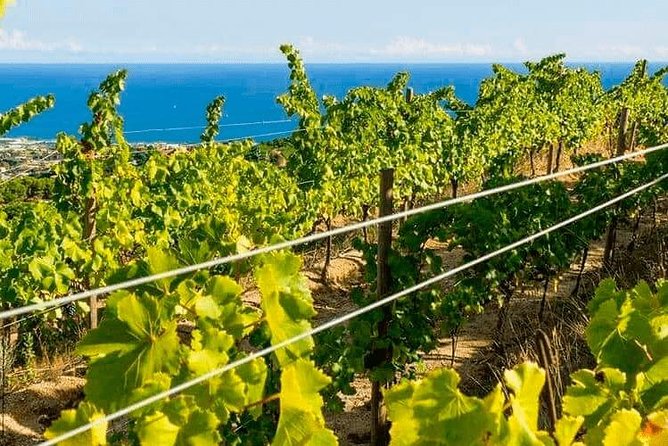 Barcelona eBike Beach Private Tour to Vineyards & Picnic - Weather, timing, and practical preparation