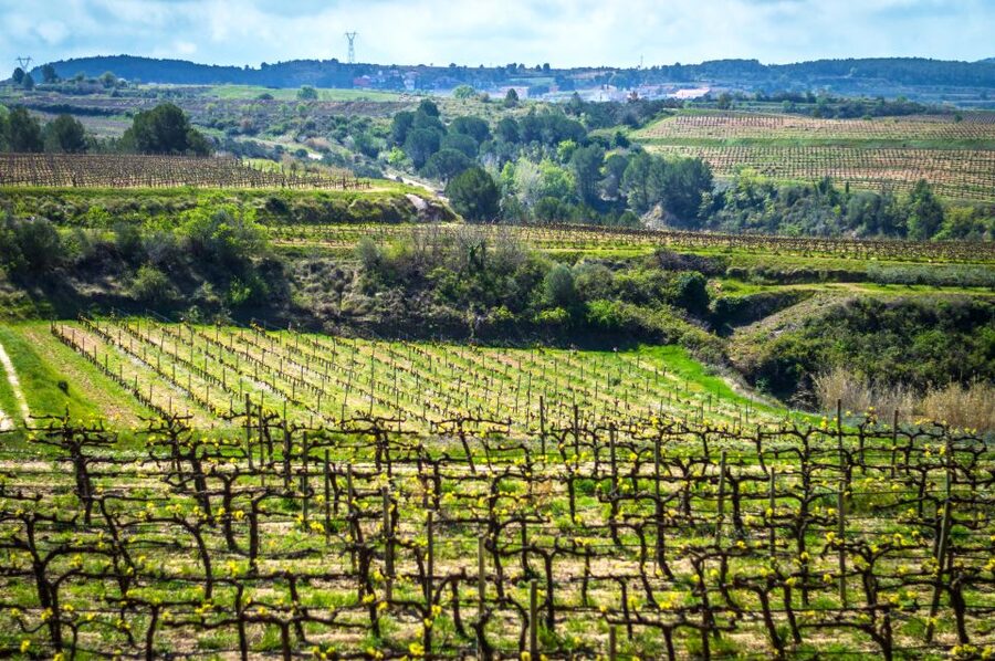 Barcelona: Guided Half-Day Wine and Electric Bike Tour - Weather, clothing, and practical preparation