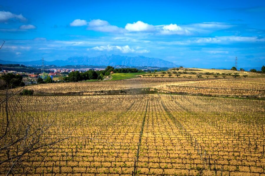 Barcelona: Guided Half-Day Wine and Electric Bike Tour - Riding through the Penedès wine country