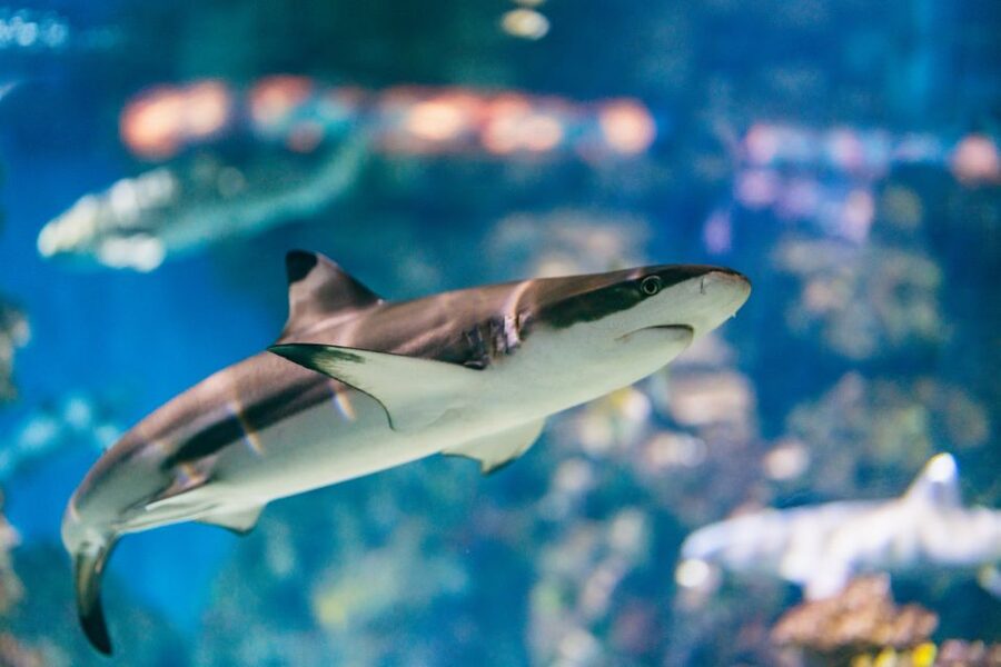 Barcelona: Hop-On Hop-Off Bus & Aquarium Tour - The green East route: beaches, design, and Park Güell