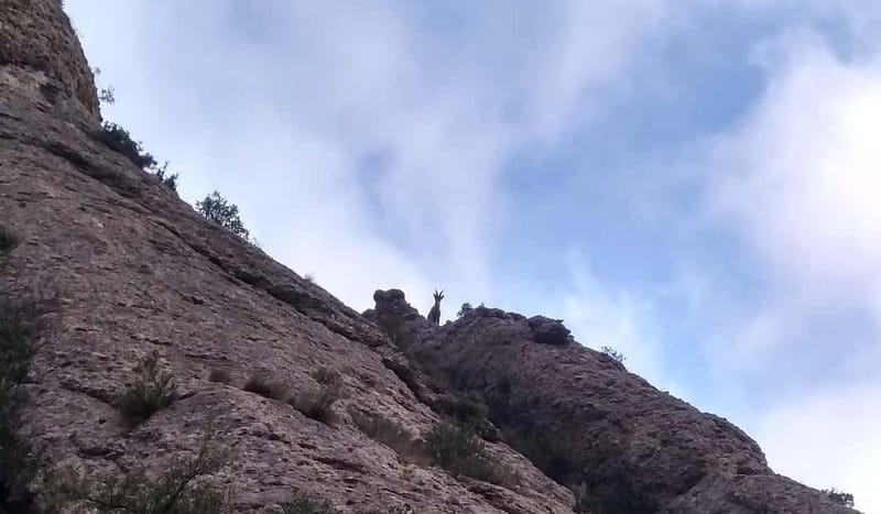 Barcelona: Montserrat Monastery and Natural Park Guided Tour - Returning to the monastery for free time