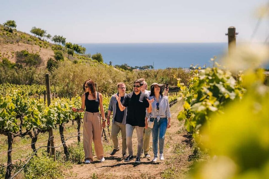 Barcelona: Sailing Cruise & Vineyard Tour with Wine Tasting - Touring Bouquet d’Alella’s vineyard and cellar