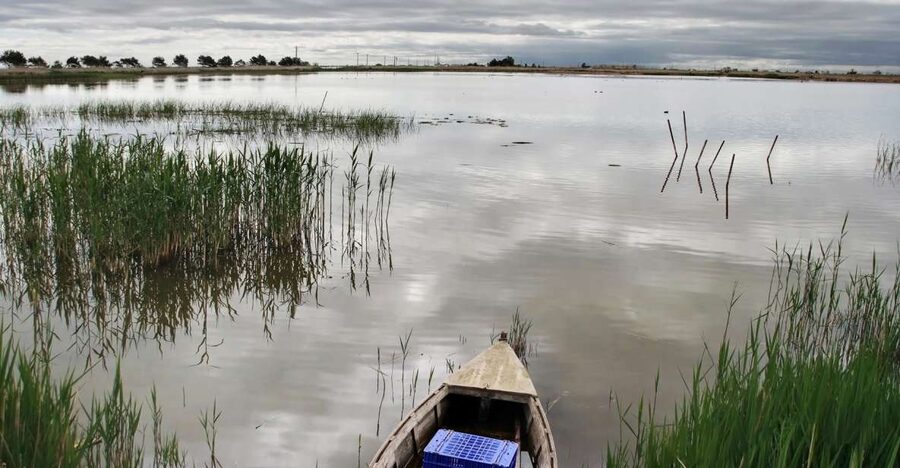 Birdwatching in the Ebro Delta - Key points to know before you book
