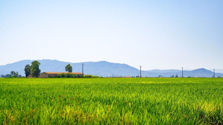 Birdwatching in the Ebro Delta - From bird names to a living rice-growing region