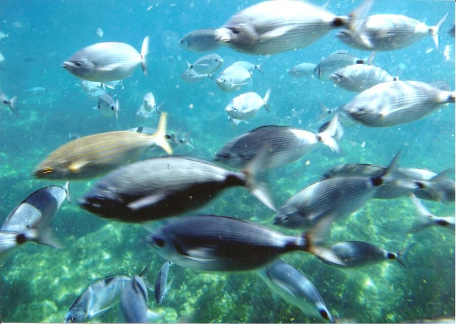 Cap Norfeu: Costa Brava Catamaran Trip with Underwater Views - The Cap Norfeu nature reserve from the water