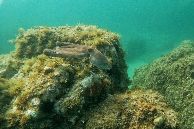 Costa Brava: Scuba Diving Tour, Lunch and a Visit to Tossa de Mar - Who should book this outing