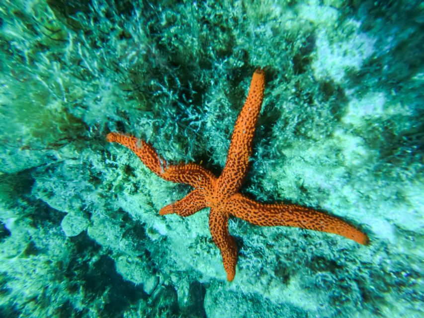 Costa Brava: Sea Caves Kayaking and Snorkeling Tour - Forty minutes of paddling back along the Costa Brava