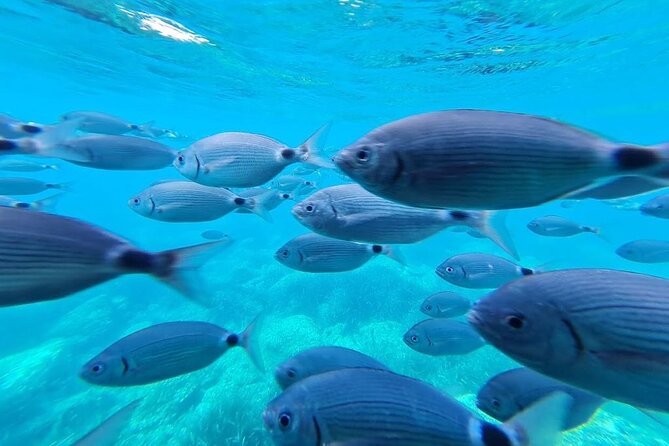 Explore Cap Norfeu and the Secret Cave: An Underwater World - Punta Falconera and the Cala Murtra seabed