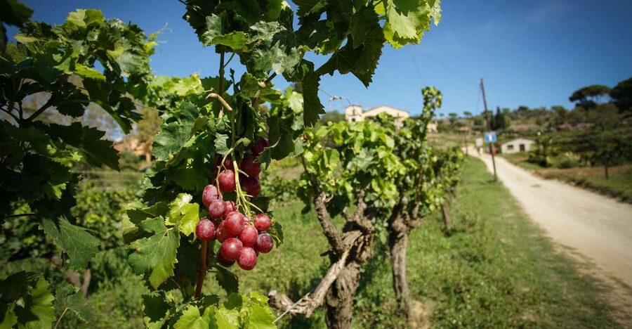 From Barcelona: Sailing and Wine Tasting Experience - Who Should Book This Experience?
