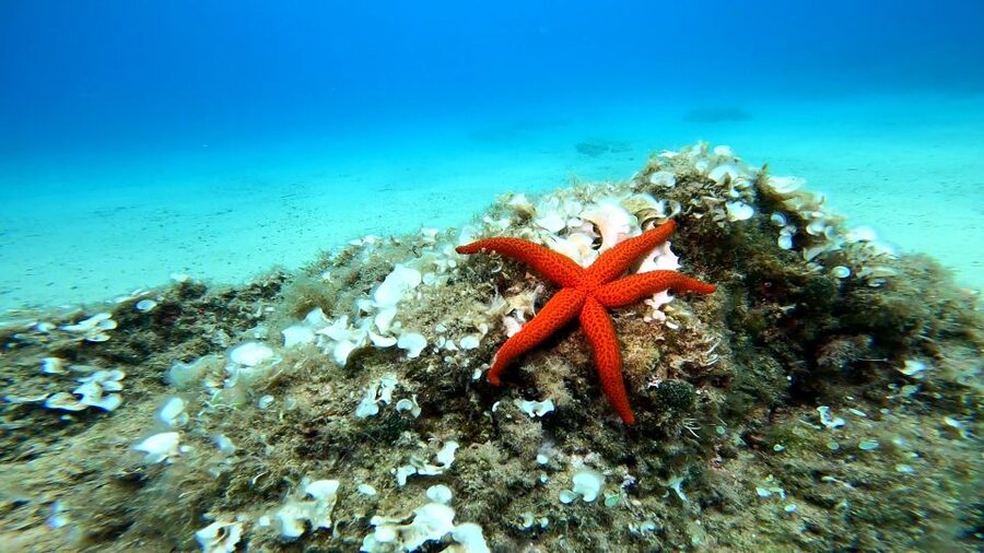 From Barcelona: Tossa de Mar Scuba Diving and 3-Course Meal - From Barcelona to the Costa Brava in a small van