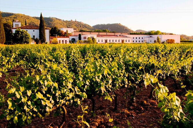 From Barcelona: Wine Cellar Visit in Penedes with Tasting - Tasting Catalan wine with local snacks