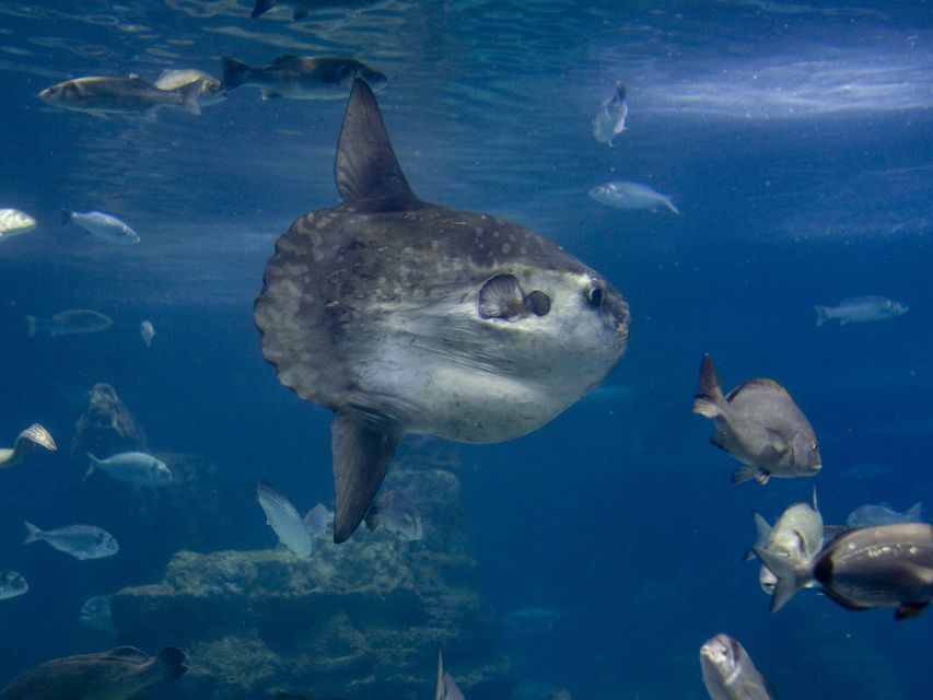 From Costa Brava: Barcelona Day Trip with Aquarium Visit - What the day from Costa Brava really offers
