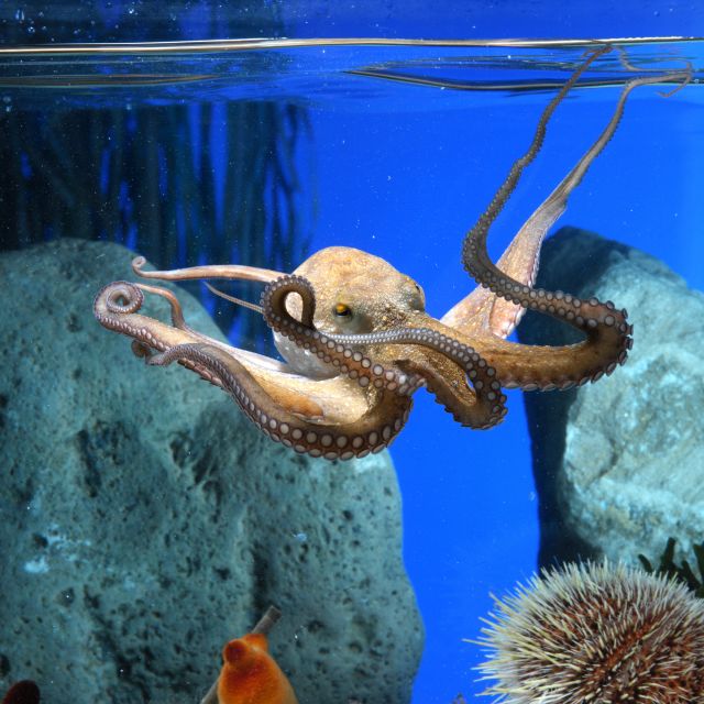 From Costa Brava: Barcelona Day Trip with Aquarium Visit - Entering the Barcelona Aquarium