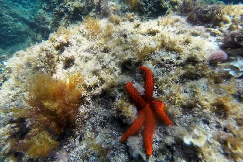From Sant Feliu de Guíxols: Kayak and Snorkel in Costa Brava - Paddling beside cliffs and coves