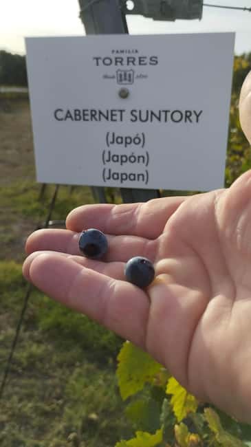 From Sitges: Wine Tasting at 2 Wineries, Snacks and Pickup - Second tasting: comparing wine and cava