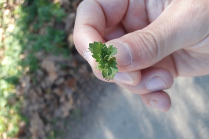 Half Day Gastronomic Wild Walk in Girona - Three Hours of Looking, Asking, and Learning