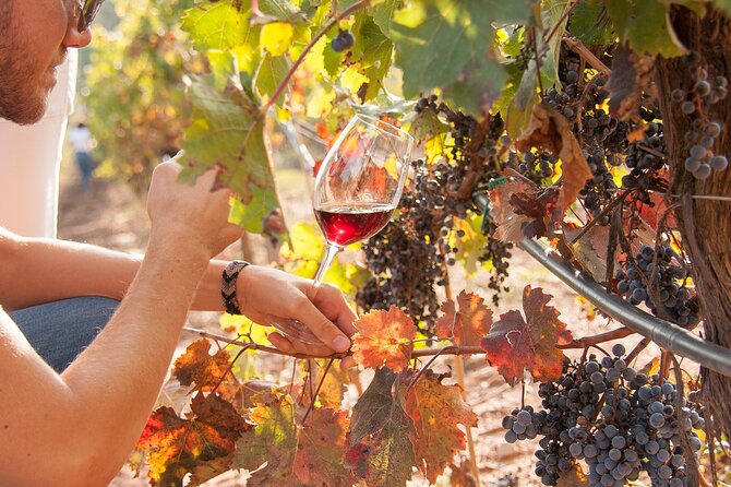 High-End Vineyard Escape: Cava, Tapas & Wine | Private Tour - Leaving Barcelona for Catalonia’s wine country