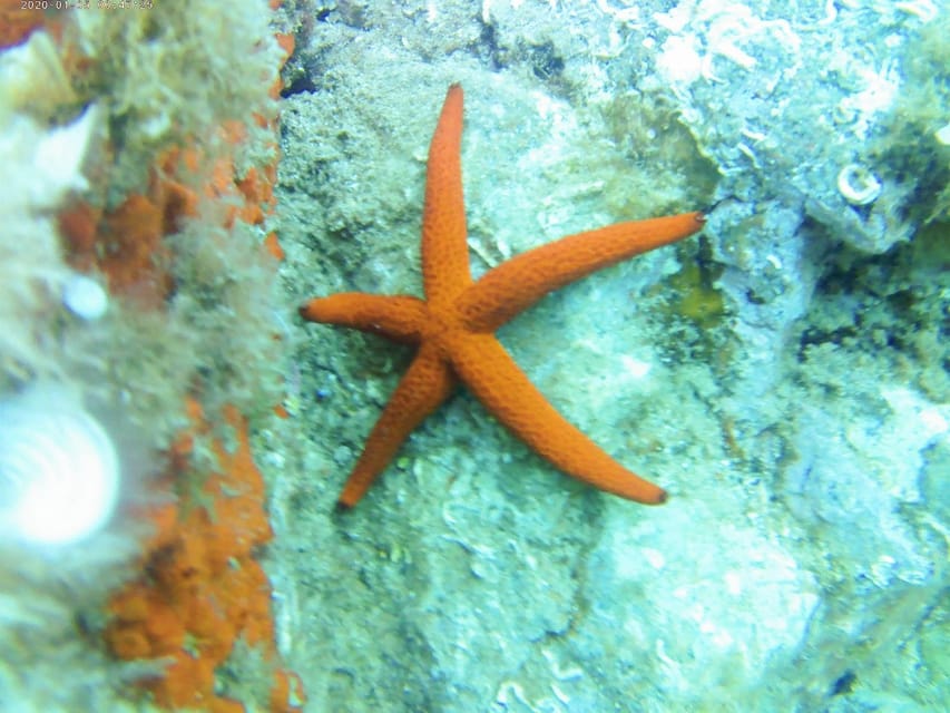 Kayak and snorkel Tour Platja d'Aro - Key points to know before you book