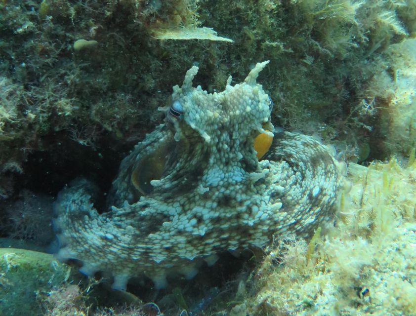 Lloret de Mar: Scuba Diving Experience no License Required - What the $118 price includes