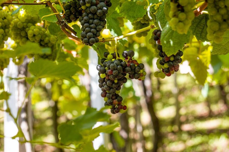 Montserrat & Cava Wineries Day Trip from Barcelona w/ Pickup - Why Montserrat makes a strong first stop