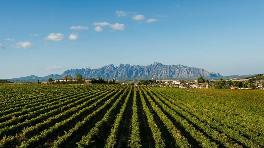 Montserrat & Cava Wineries Day Trip from Barcelona w/ Pickup - Lunch is the least predictable part of the day