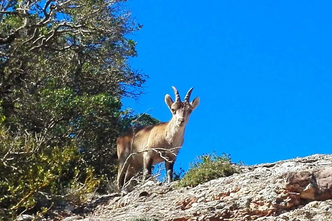 Montserrat Land of Shrines - One Day Small Group Hiking Tour from Barcelona - How the $137.80 price adds up