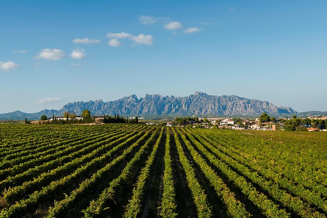 Montserrat,Vineyard, Wine Tasting Small Group Tour & Hotel Pickup - Sant Sadurní d’Anoia and the cava tasting