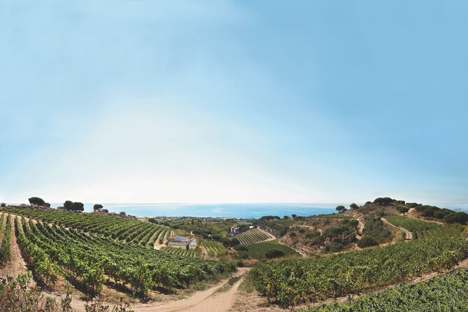 Paella Cooking Experience & Winery Tour from Barcelona - Learning to make paella at Alta Alella