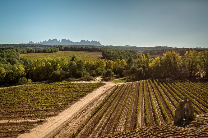 Premium Montserrat & Wine Full Day Tour from Barcelona - Is the VIP cellar add-on worth it?