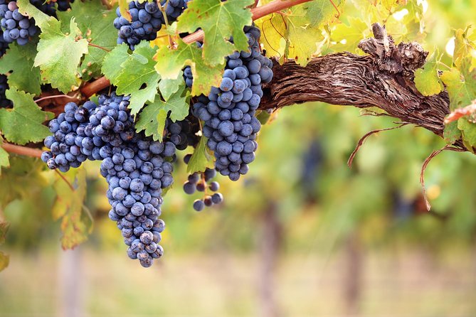 Private Montserrat Tour, Wine Taste & Local Lunch from Barcelona - The Family Winery and Its Local Grapes