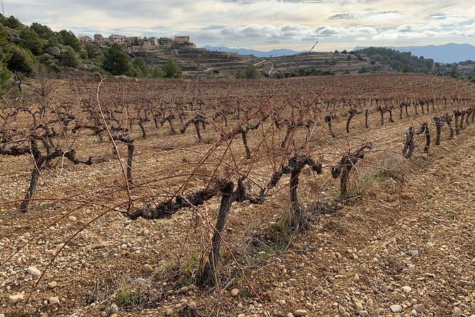 Private Priorat Tour with Wine Tastings & Lunch from Barcelona - The practical drawbacks you should know