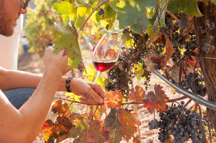 Private Wine, Tapas & Cava Experience from Barcelona - Tapas, charcuterie, and the value of a proper meal