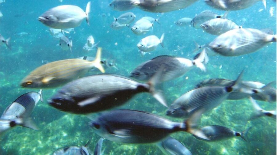 Roses: Cruise to Cala Murtra with Underwater Views - Using the multilingual audio guide