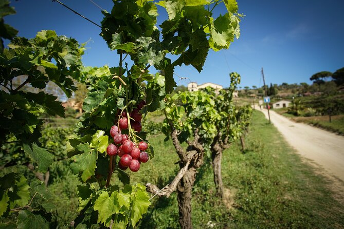 Sailing and Wine Tasting Experience Small Group in Barcelona - Key points to know before booking