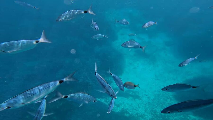 Salou: Private Zodiac Boat Trip Through the Coves of Salou - The guide makes the difference