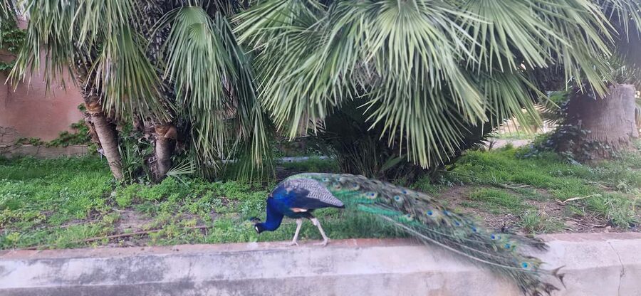 Salou safari: Park Samá with 1 vermouth tasting&hotel Pickup - Who will enjoy this experience most?