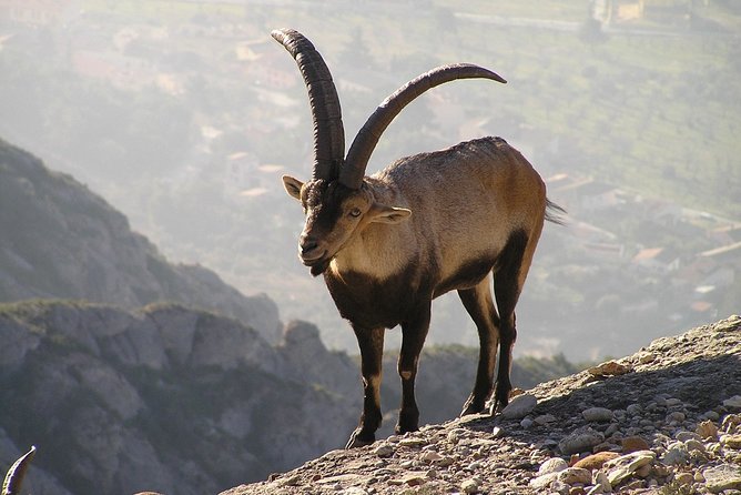 Semi-Private Montserrat Monastery, Funicular & Scenic Nature Walk - What the Six-Hour Schedule Gives You