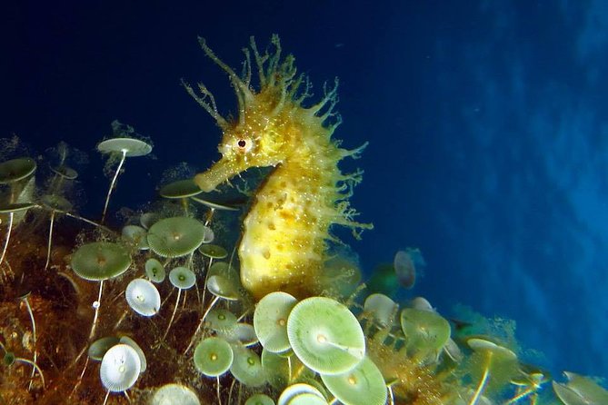 Small Group Diving Baptism in Tossa de Mar - Your first steps at Tossasub in Tossa de Mar