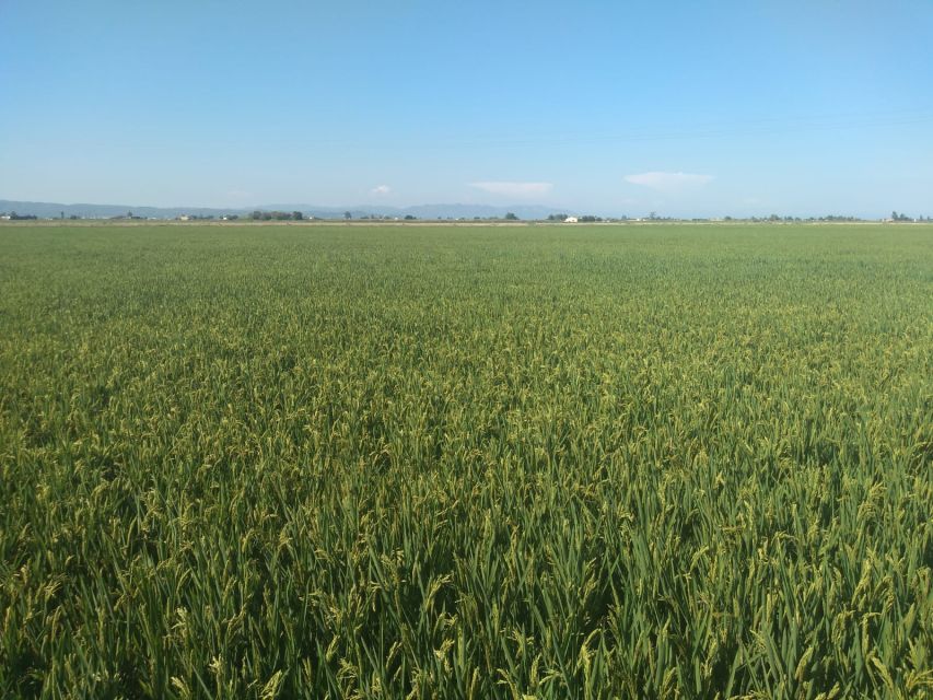 Tarragona: Southern Delta Birdwatching Private Tour - El Trabucador and the Salt Pans