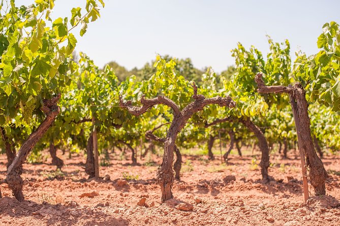 The Essence of Priorat | Private Wine Tour from Barcelona - The Priorat scenery is part of the tasting