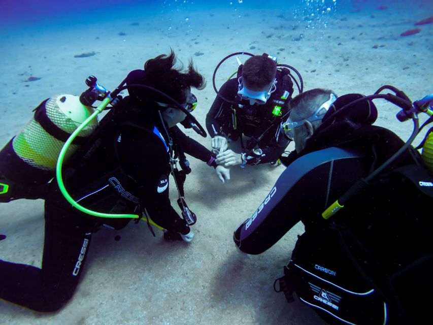 Tossa de Mar: Scuba Diving Experience for Beginners - Fish, octopus, and the rocky underwater world